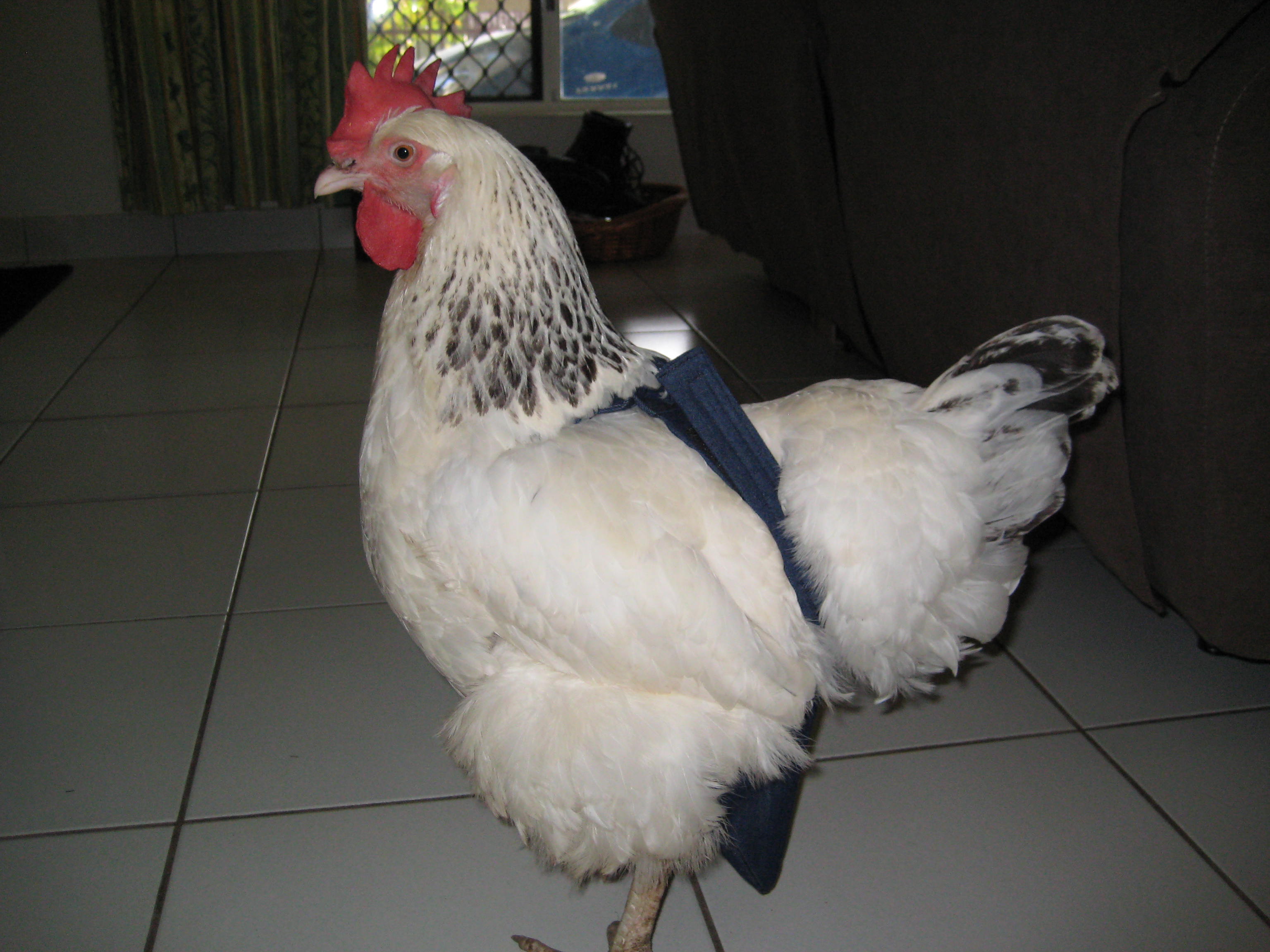 Holster Chicken Diaper Chicken Harness