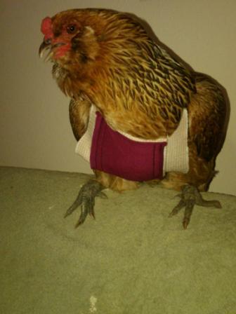 bump of chicken k
